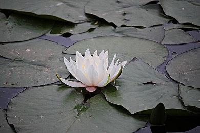 系列归来！《索尼克×夏特 世代重启》Steam好评如潮 